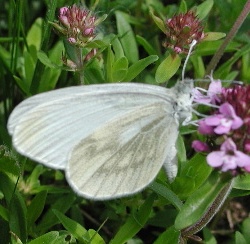 Leptidea morsei